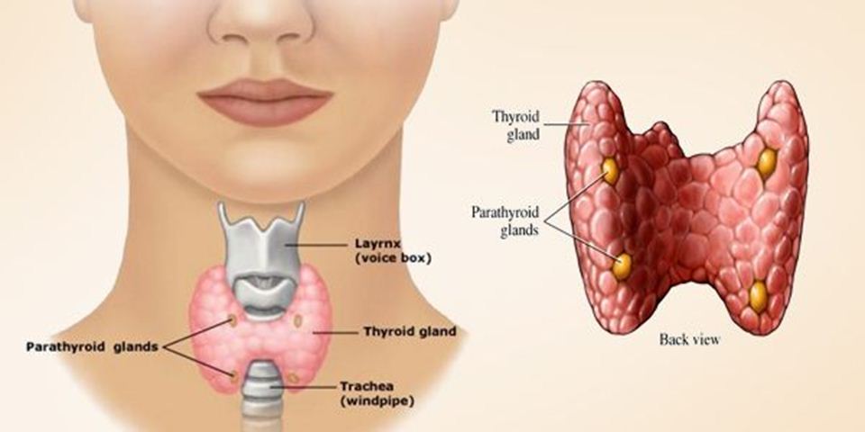 Online nutritionist/dietician in Mumbai for thyroid