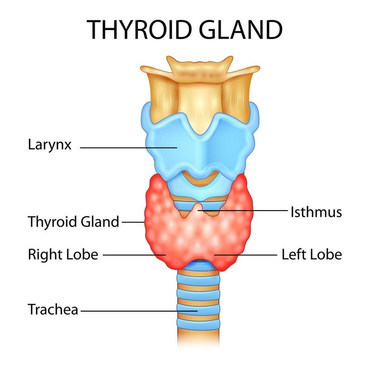 Nutritionist for Thyroid in Delhi NCR